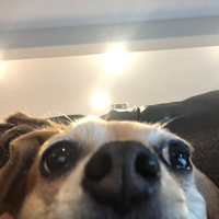 MikeWapowpi
