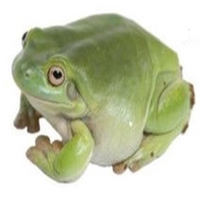 Frog_Gaming