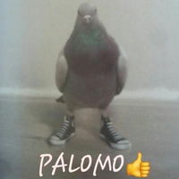 Palomo320XD1234