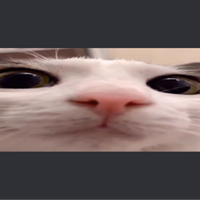 omarsis