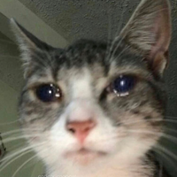 MsFrostE