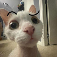 Tacolsco