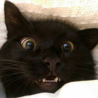 fatcatlover