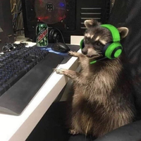 raccoonnn