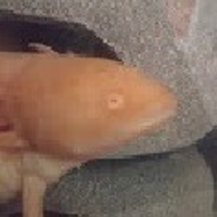 Arvac