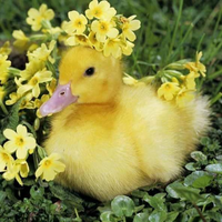 DuckPato