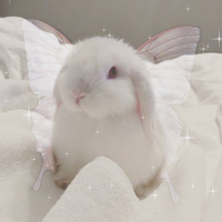 hase__