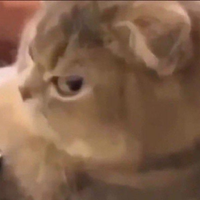 MeowMeowDealer