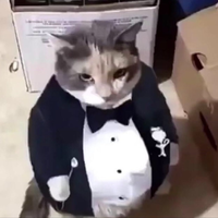 GatoPanzon