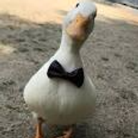 duckybaka