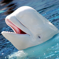Beluga30
