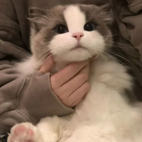 meowwwwwwwwwww