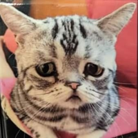 Owbamoon