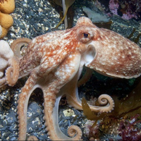 RespectableFish