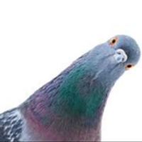 Swedish Pigeon