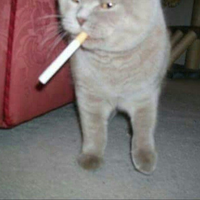 gato cigarro