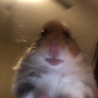 elgreenklk_4