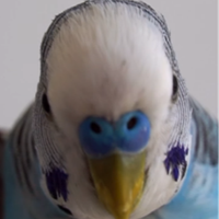 Pudgi 0