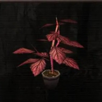 Red Herb