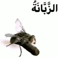Rabioli17