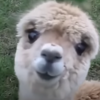 YelowBro