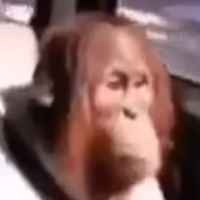 P_rple
