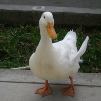 soyunpat0
