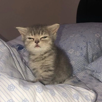GATSI