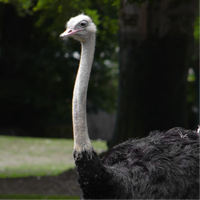 an_ostrich123