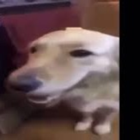 edwoodie