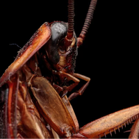 pesticidas