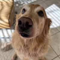 pancakedog