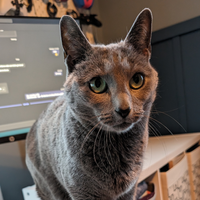 kittenking