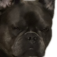 sirfrogsalot