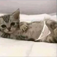 meowwwwwww