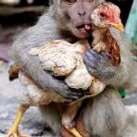 ChickenMonkey47