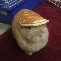 bunnibre