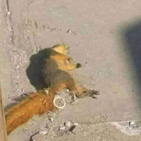 MarclobMTLH