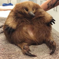 BastyElPato