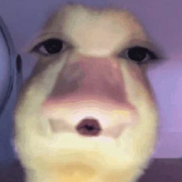 DuckiePanda