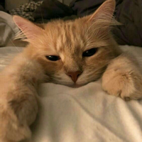 laurlauree