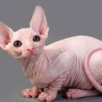 DingusTheCat