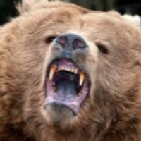 TheFatBear