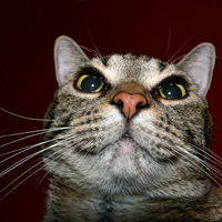 GorpGorp