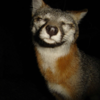 katzo