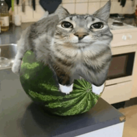 Mochi_1023