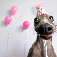 9foothotdog