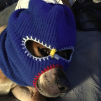 dogva