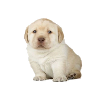Arturchop