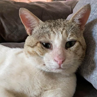bastioon